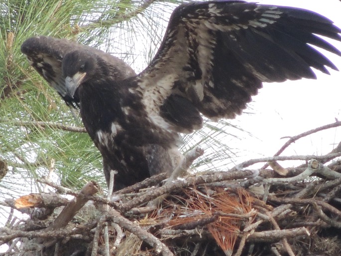 Young Eagle E6 Fort Myers FL - 5