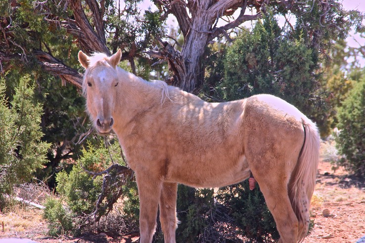 Canyon De Chelly - 076