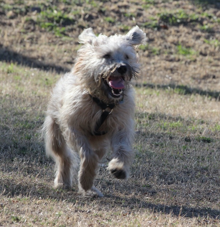 Dog Park Pic's after camara damage - 17