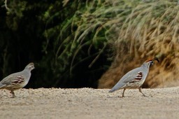 Gilbert Riparian Preserve - Hiking Park with Ponds - 101