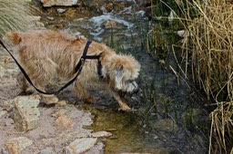 Gilbert Riparian Preserve - Hiking Park with Ponds - 121