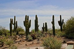 Gilbert Riparian Preserve - Hiking Park with Ponds - 001