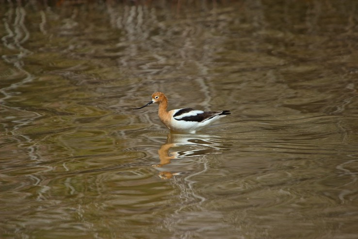 Gilbert Riparian Preserve - Hiking Park with Ponds - 040