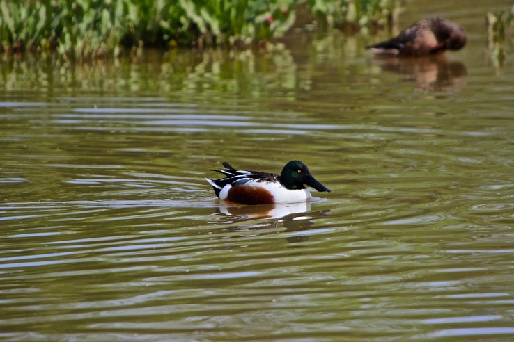 Gilbert Riparian Preserve - Hiking Park with Ponds - 019