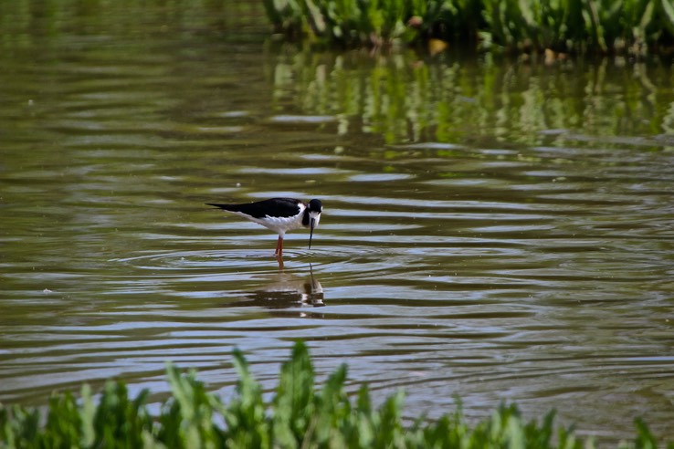 Gilbert Riparian Preserve - Hiking Park with Ponds - 015