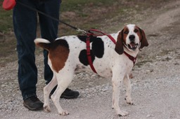 Tennessee Walker Baying Hound - 1