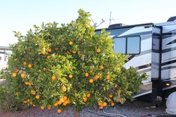 Fruit trees next to rig in LazyDays AZ - 5