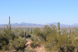 Saguaro National Park - 06