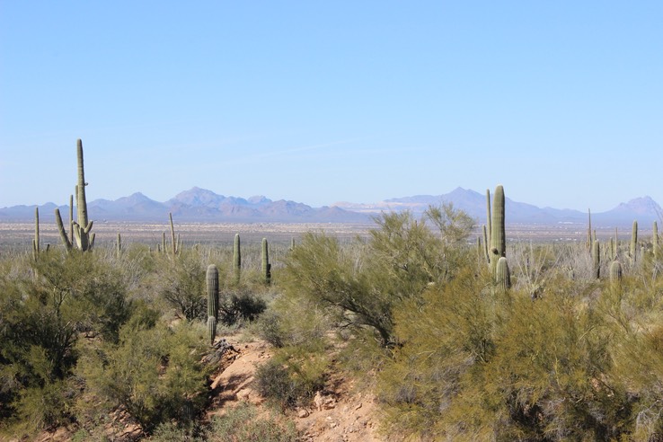 Saguaro National Park - 06