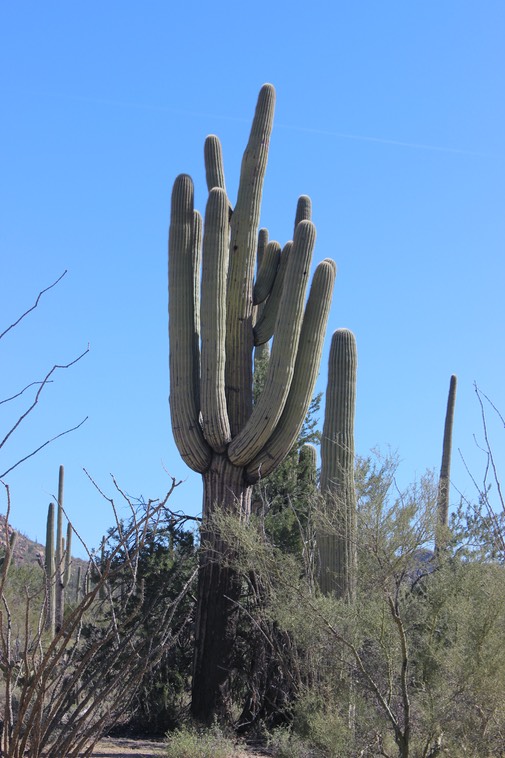 Saguaro National Park - 20