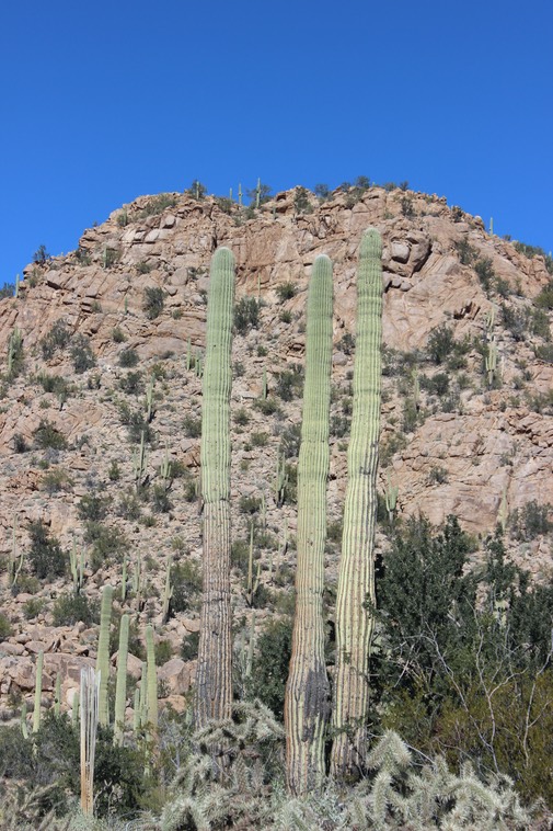 Saguaro National Park - 23