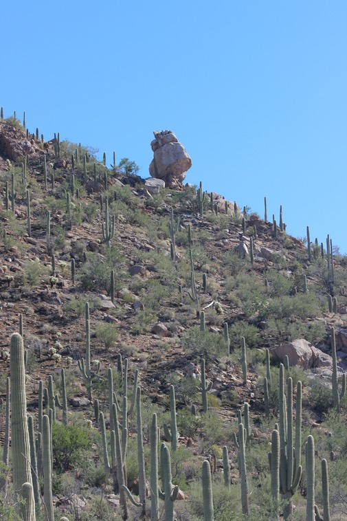 Saguaro National Park - 26