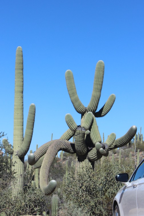 Saguaro National Park - 37