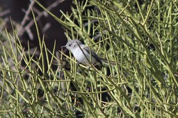 Saguaro National Park - 58