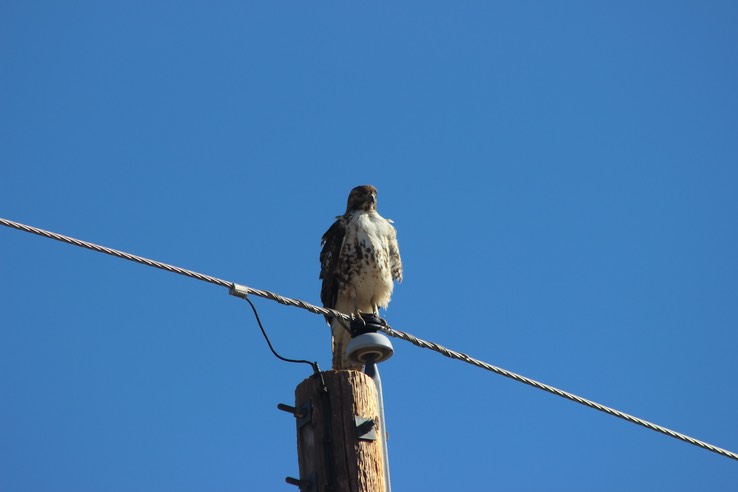 Red Tail Hawk on Pole - 1