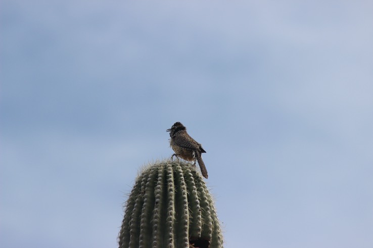 Desert Wren - 002