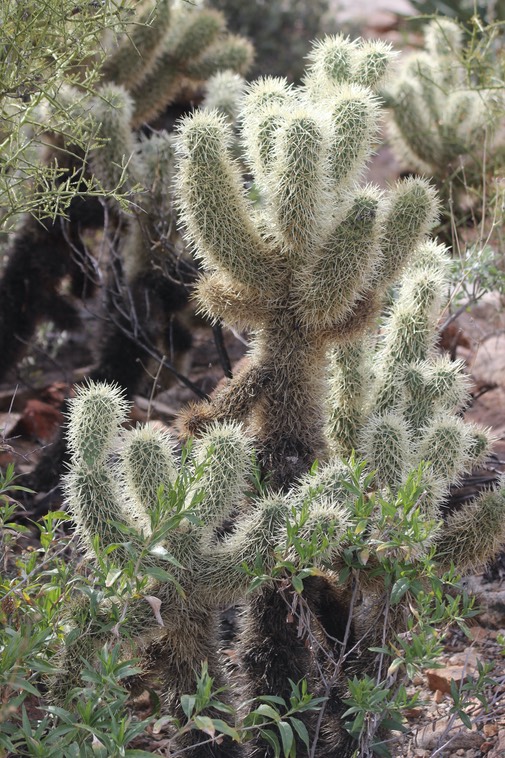 Teddy Bear Catus Desert Museum - 005