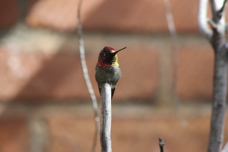 Arizona-Sonora Desert Museum - 055