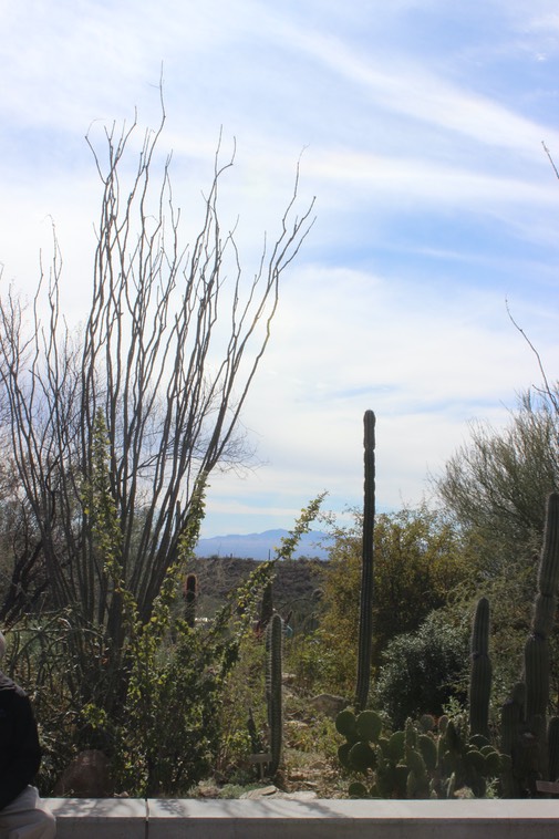 Arizona-Sonora Desert Museum - 072