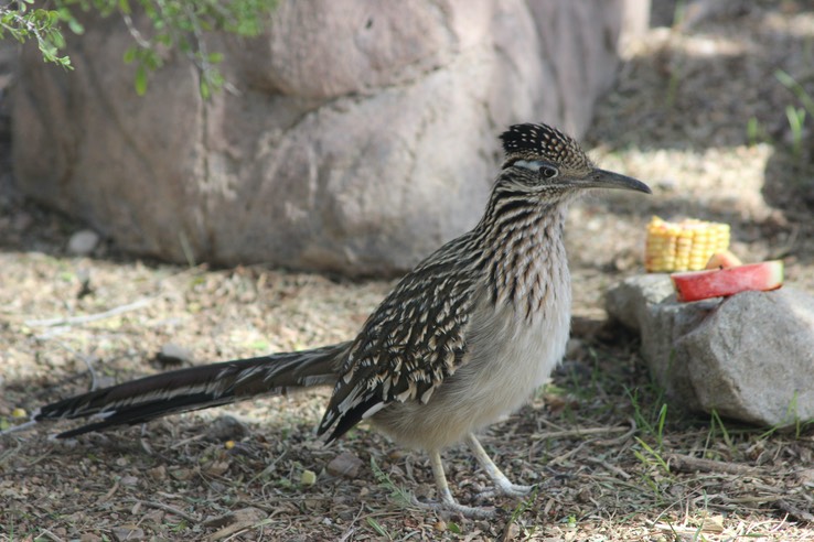 Arizona-Sonora Desert Museum - 089