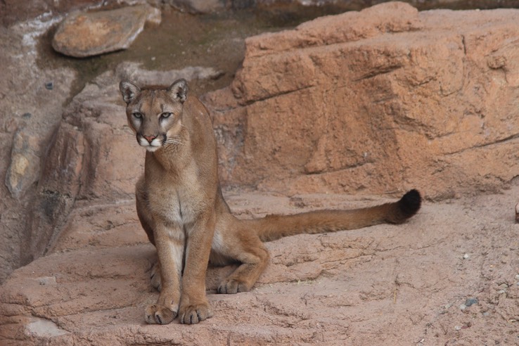 Arizona-Sonora Desert Museum - 130