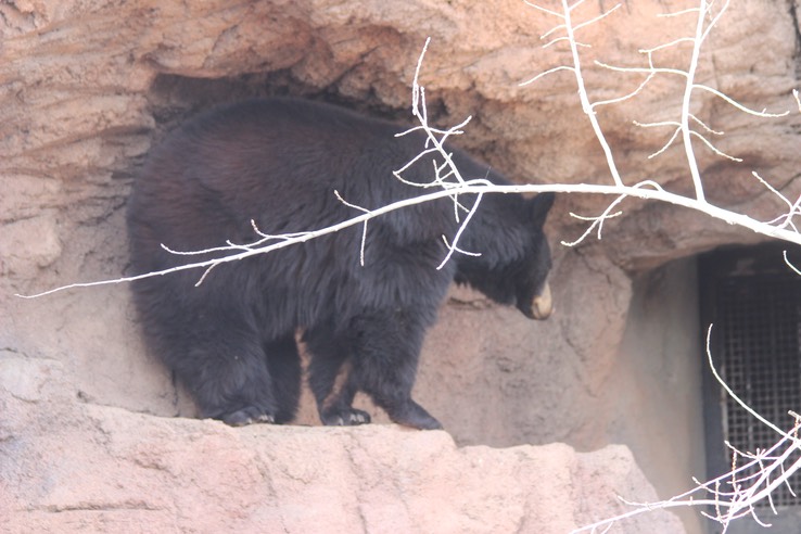 Arizona-Sonora Desert Museum - 139