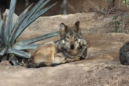 Arizona-Sonora Desert Museum - 144