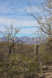 Saguaro National Park - East - 18