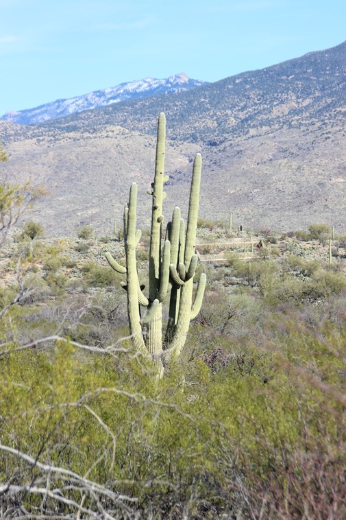 Saguaro National Park - East - 42