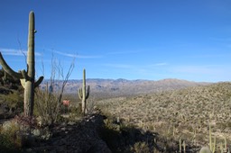 Saguaro National Park - East - 55