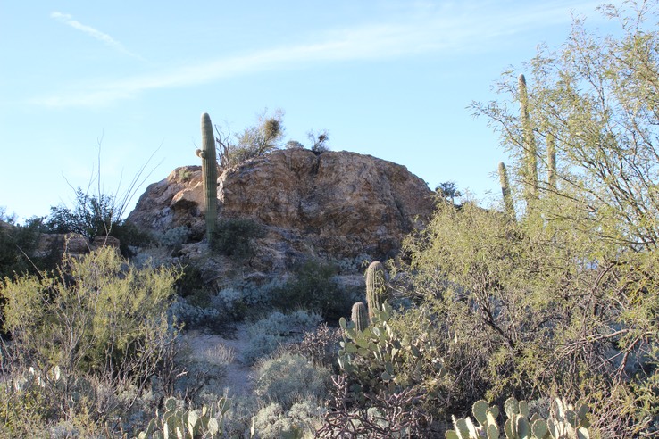 Saguaro National Park - East - 76