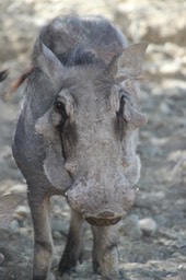 LDZ&G Warthog - 3