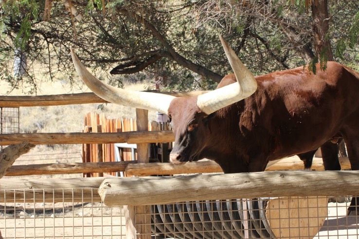 LDZ&G Ankole Cattle - 5