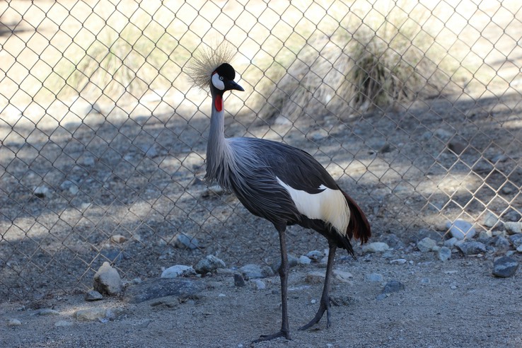 Living Desert Zoo and Gardens - 171