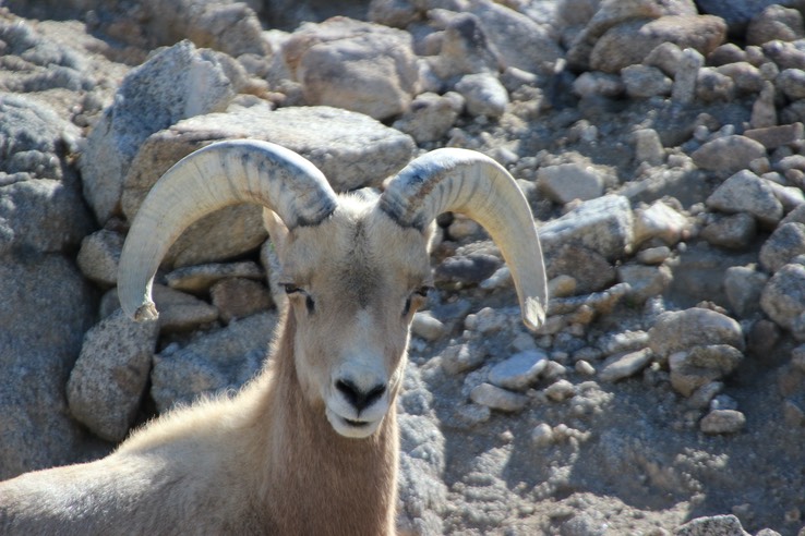 LDZ&G Bighorn Sheep - 189