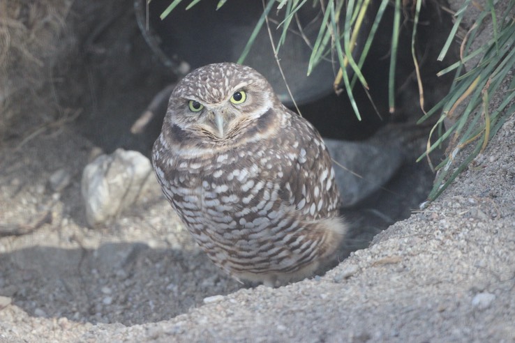 Living Desert Zoo and Gardens - 216