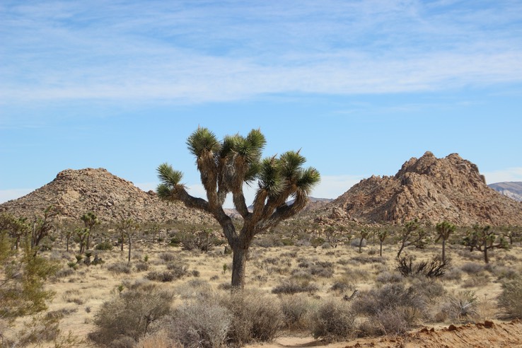 Joshua Tree NP - Joshua Tree 19