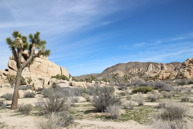 Joshua Tree National Park - 36