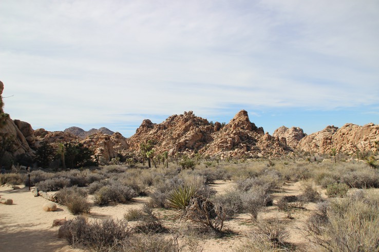 Joshua Tree National Park - 49