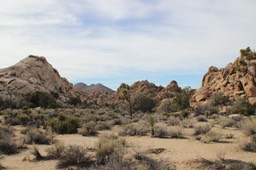 Joshua Tree National Park - 79