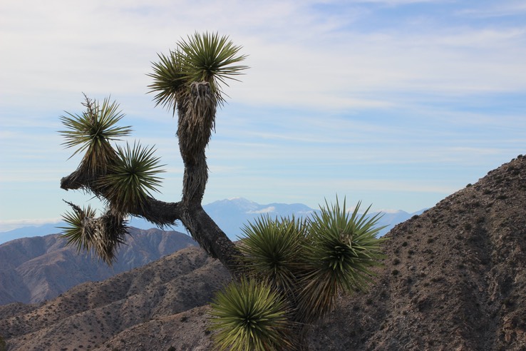 Joshua Tree National Park - 92