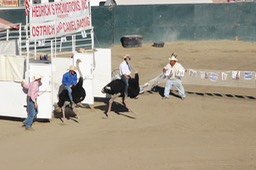 Camel, Ostrich and Zebra Racing - 06