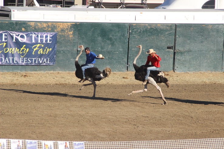 Camel, Ostrich and Zebra Racing - 11