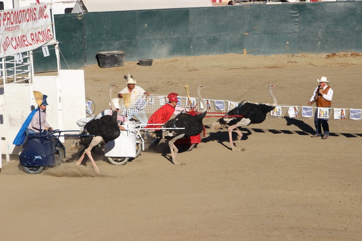 Camel, Ostrich and Zebra Racing - 37