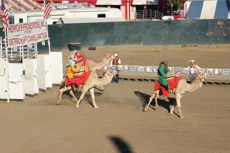 Camel, Ostrich and Zebra Racing - 48