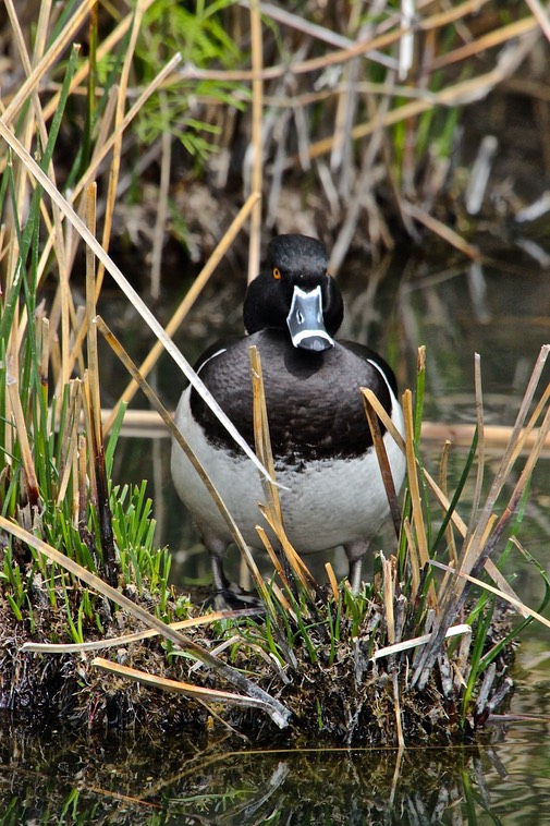 Gilbert Riparian Preserve - Hiking Park with Ponds - 153