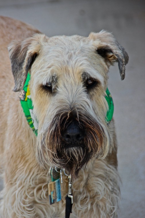 Sully Male Wheaten Terrier - 7