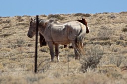 Wild Horses - 2