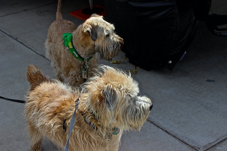 Sully Male Wheaten Terrier - 4