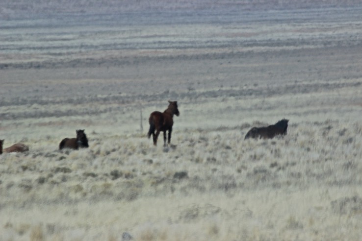 Wild Horses - 4